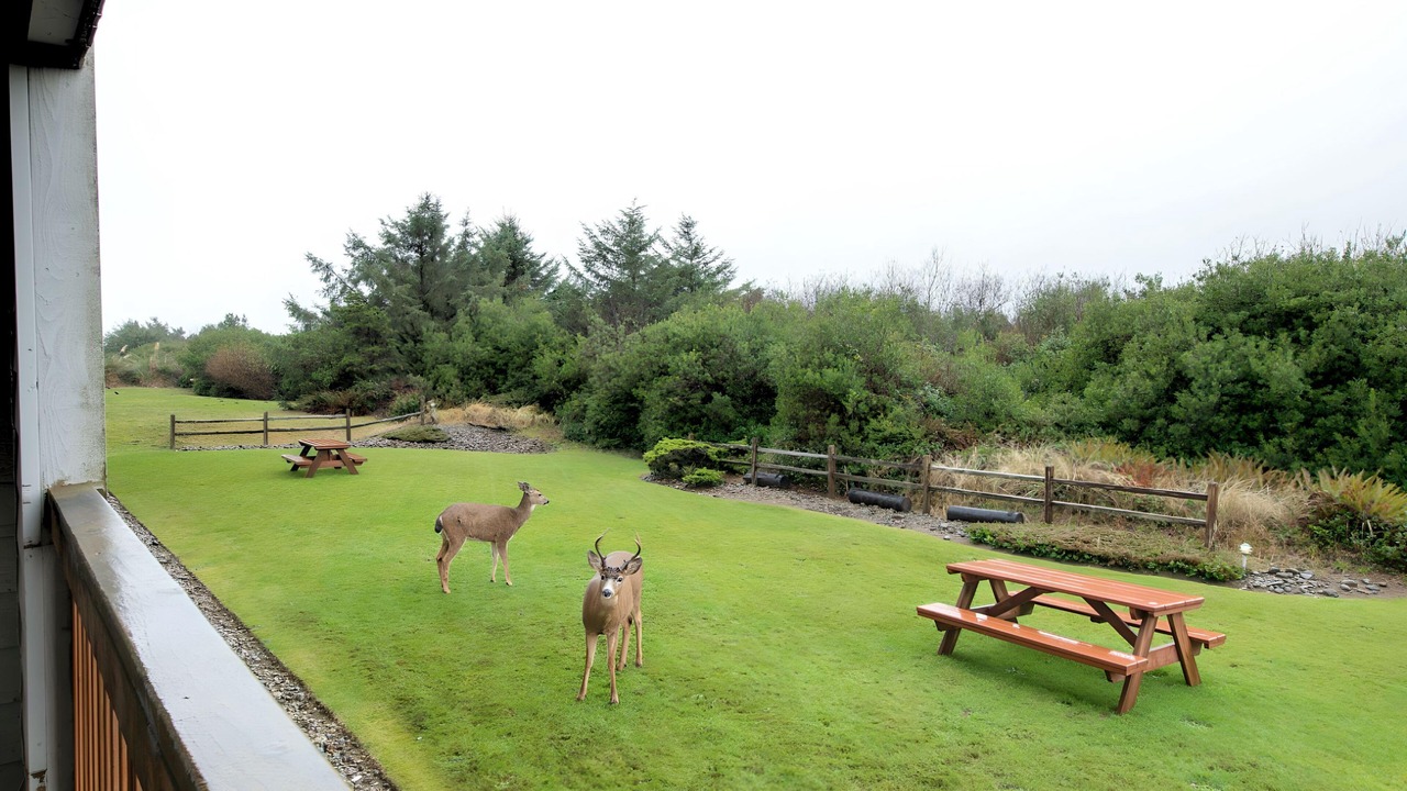 Photo of Patio Balcony in Ocean Shores