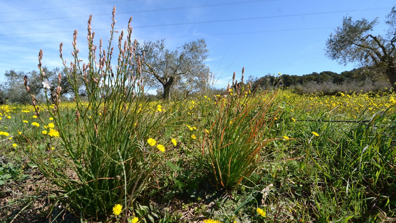 Photo of Outdoor in Torroella de Montgri
