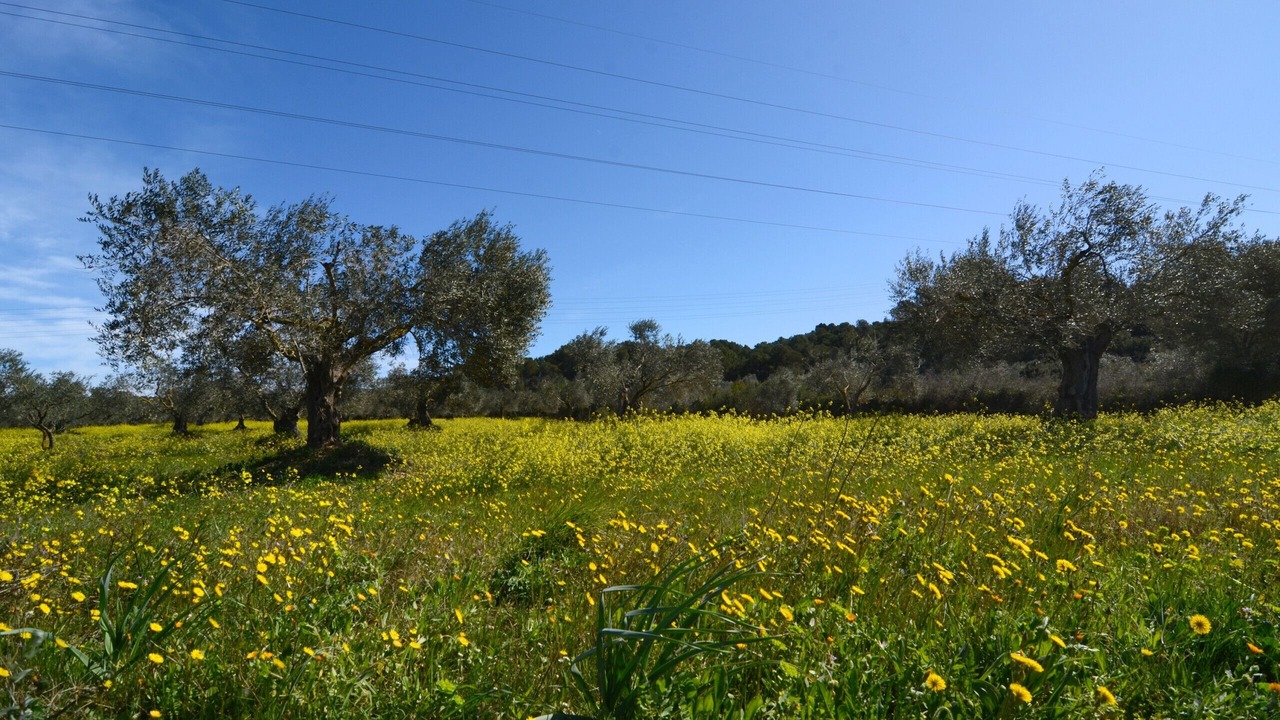 Photo of Outdoor in Torroella de Montgri