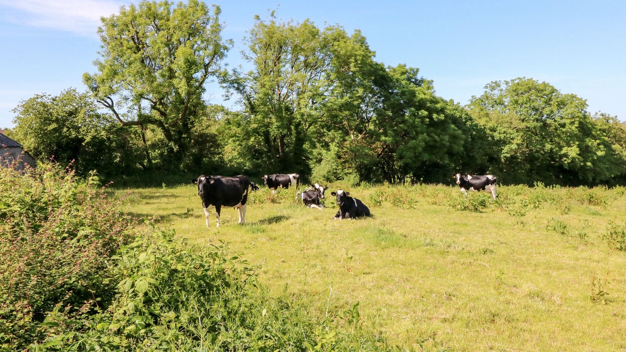 Photo of Others in Bradworthy