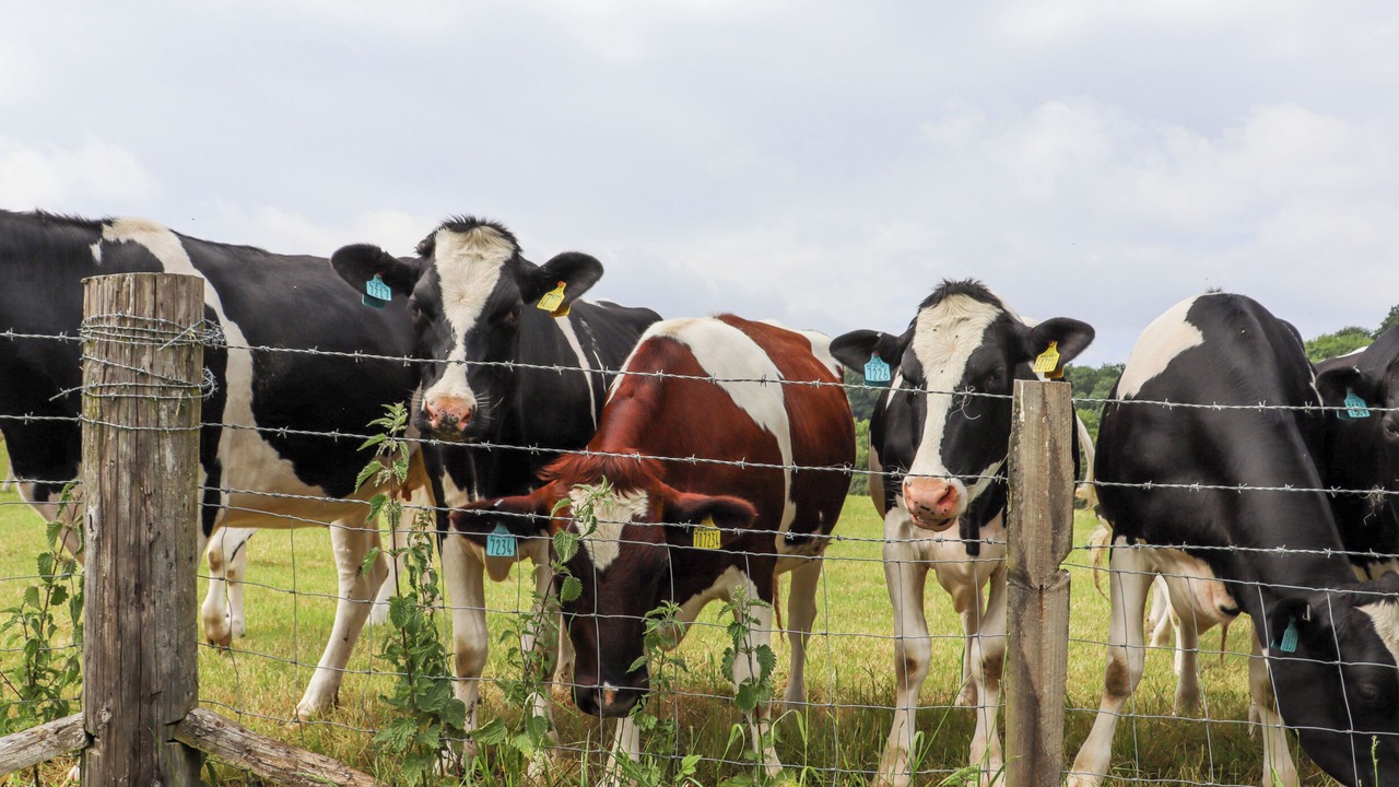 Photo of Others in Five Oak Green