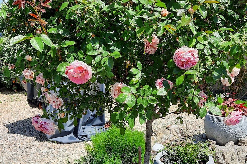 Photo of Outdoor in Saint Maime