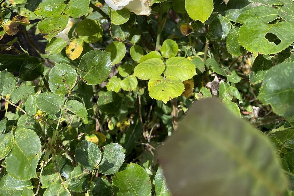 Photo of Outdoor in Tannay