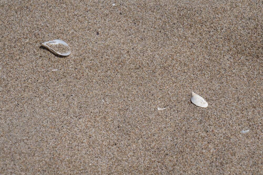 Photo of Others in Turkey Point