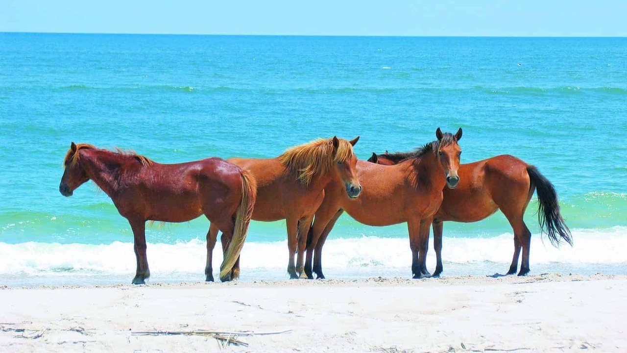 Photo of Others in Snow Hill