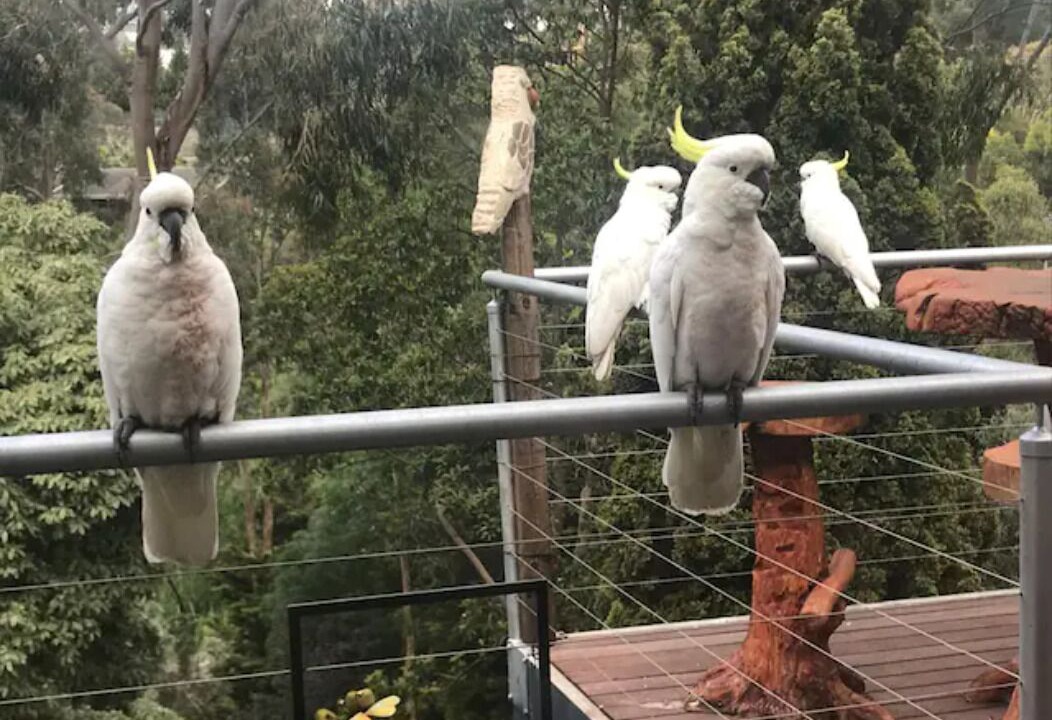 Photo of Outdoor in Donvale