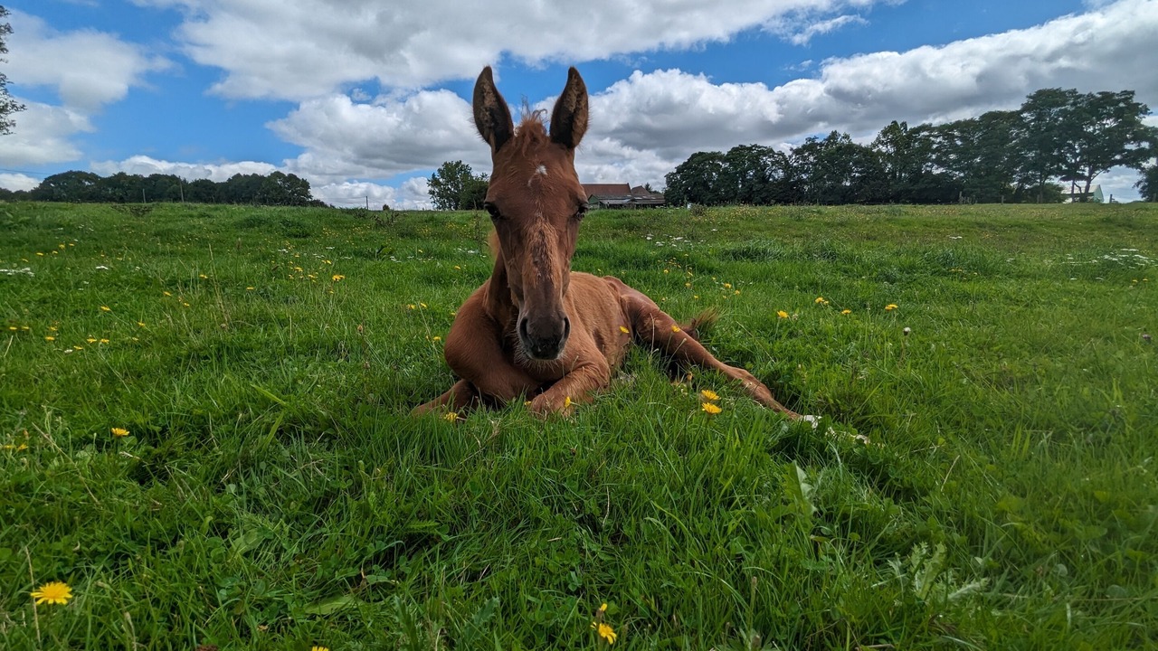 Photo of Others in Anctoville