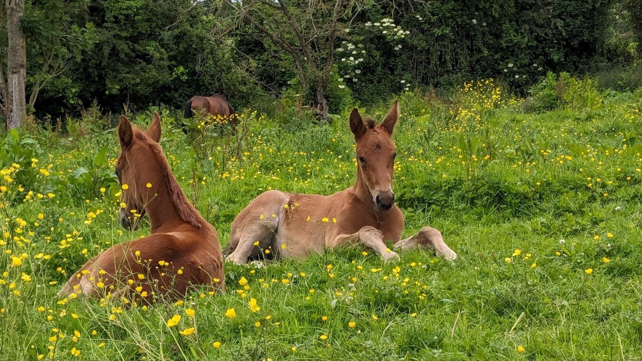 Photo of Others in Anctoville