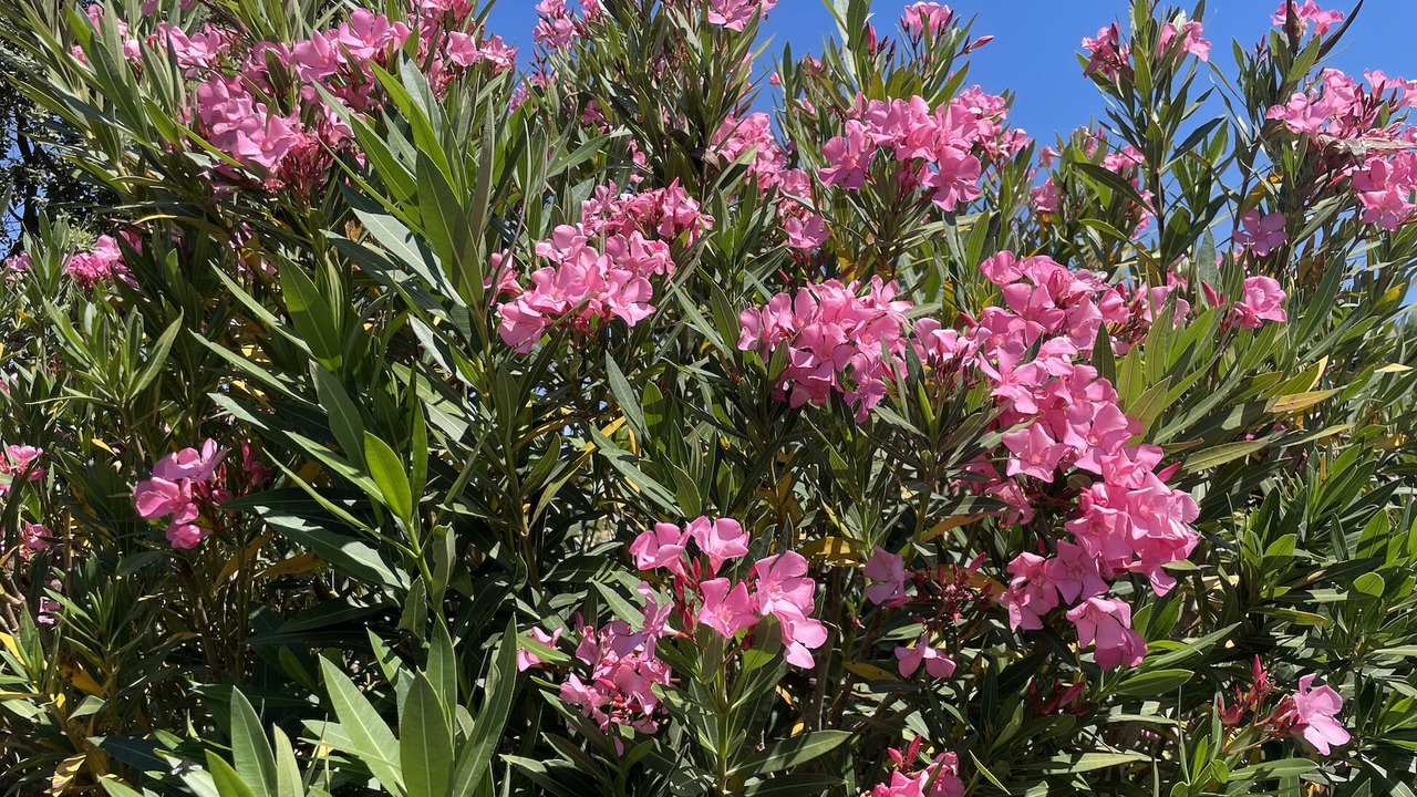 Photo of Outdoor in Rocbaron