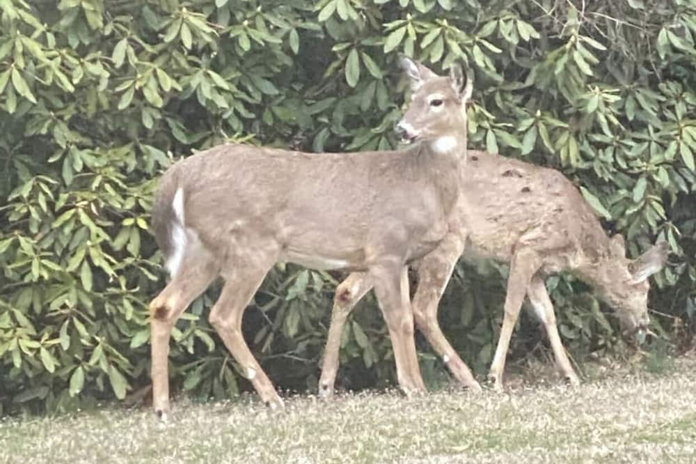 Photo of Outdoor in Tallman