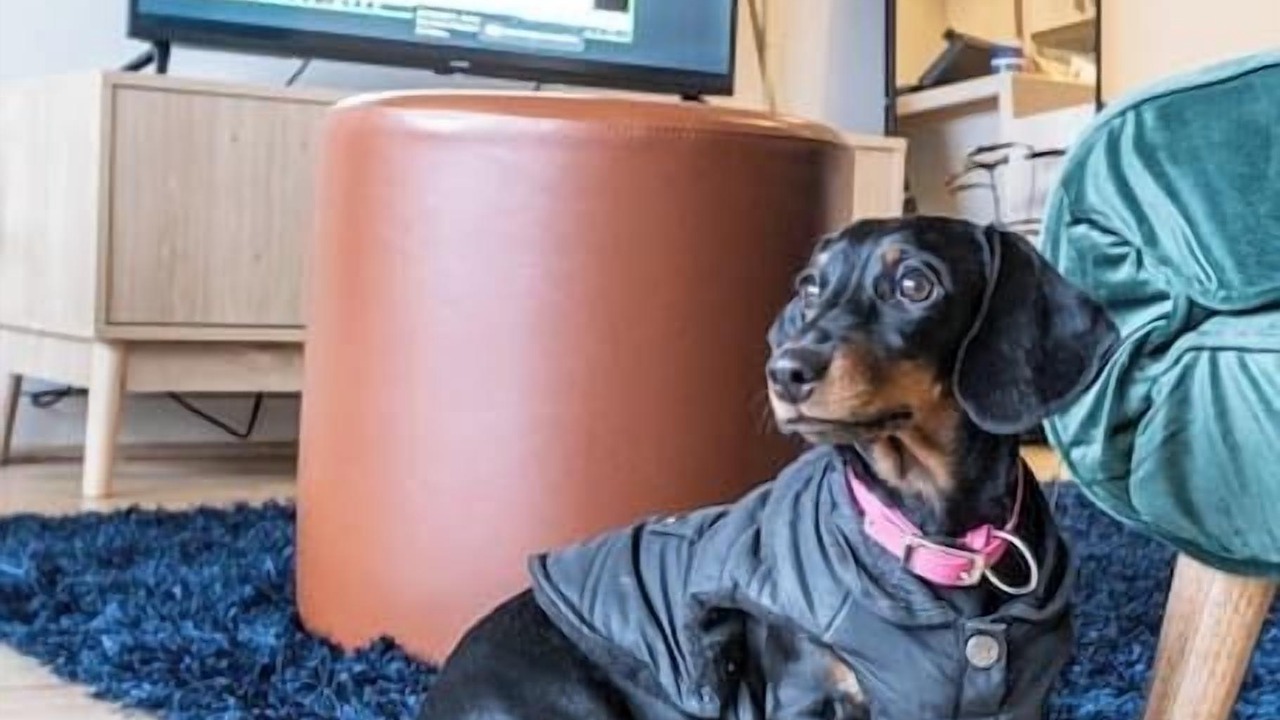 Photo of Others in Ascot Vale