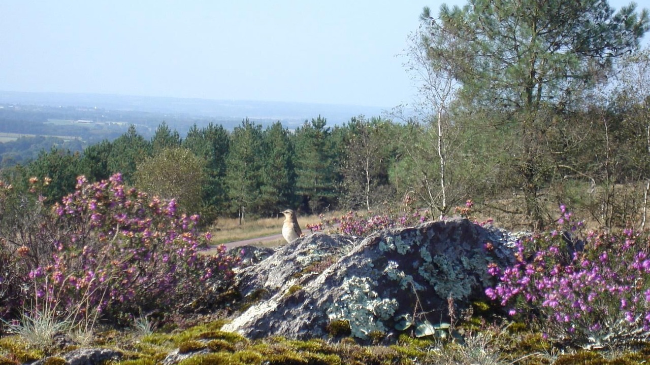 Photo of Outdoor in Montauban-de-Bretagne