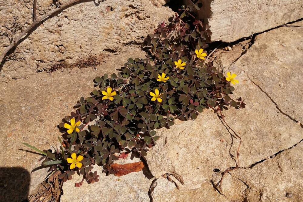 Photo of Outdoor in Cusey