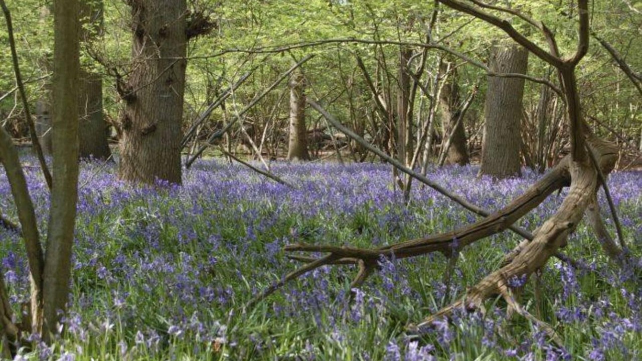 Photo of Others in Sudbourne