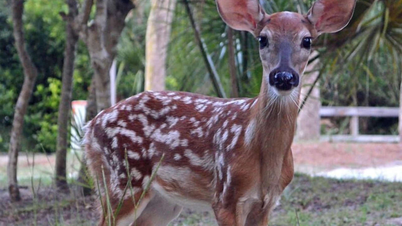 Photo of Others in Saint Helena Island