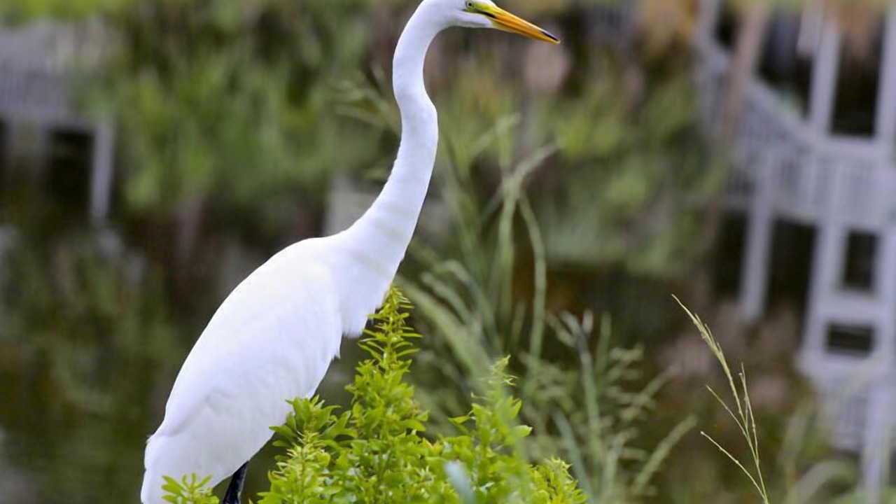 Photo of Others in Saint Helena Island