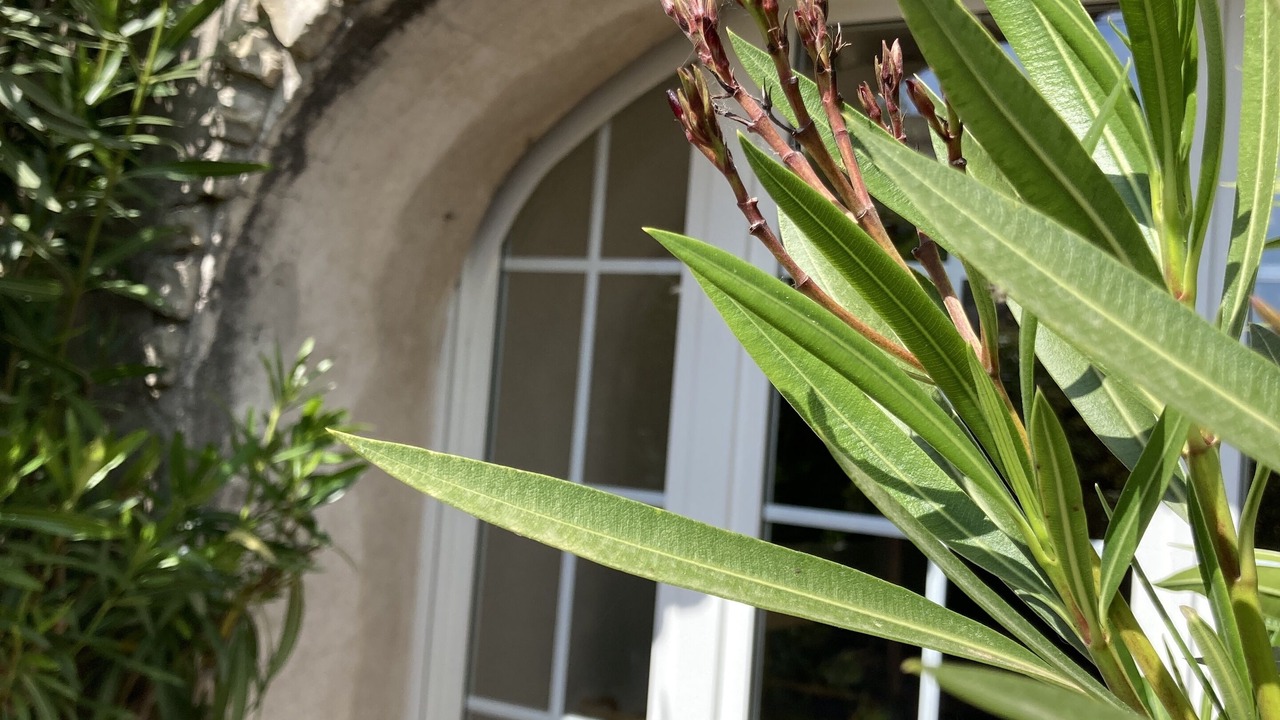 Photo of Outdoor in Lagord