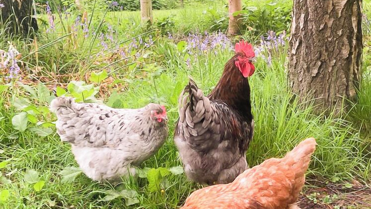 Photo of Outdoor in Adforton