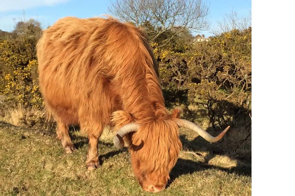 Photo of Outdoor in Blisland