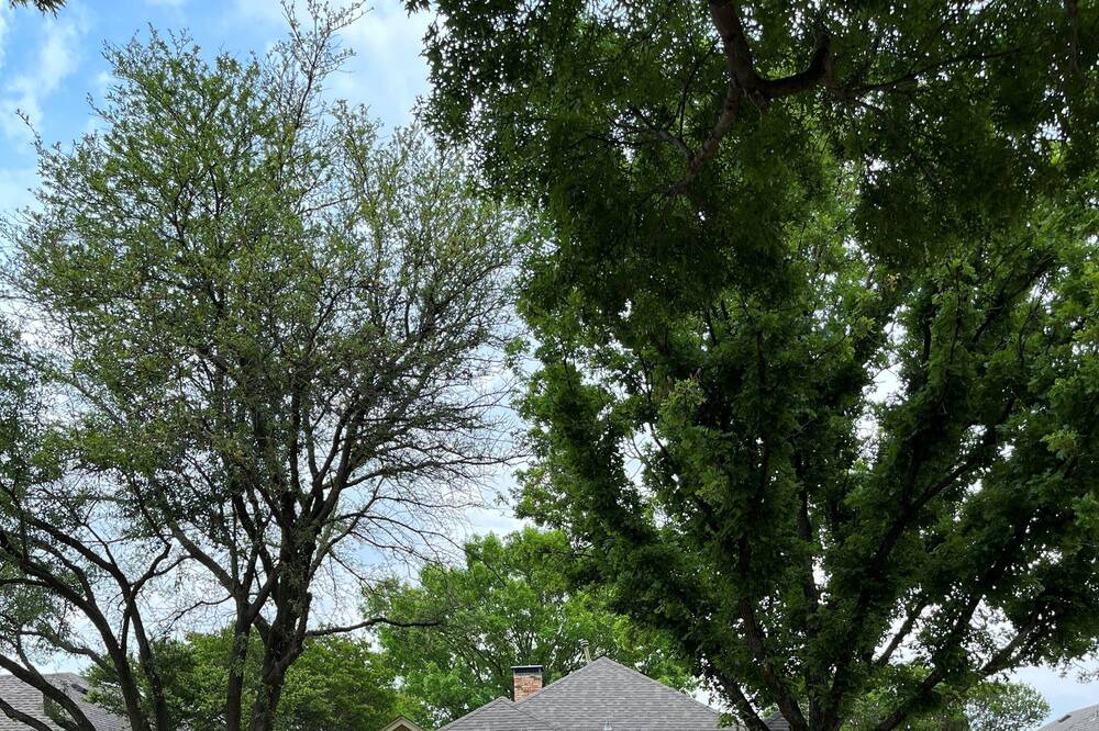 Photo of Others in Richardson