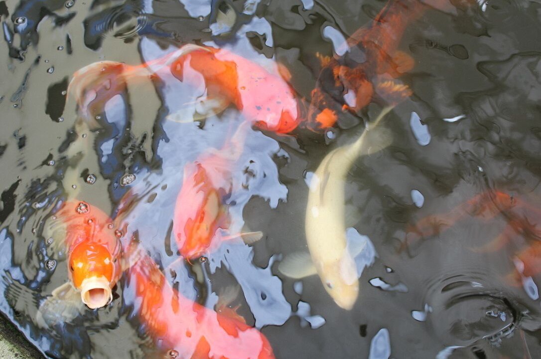 Photo of Outdoor in Honaunau-Napoopoo