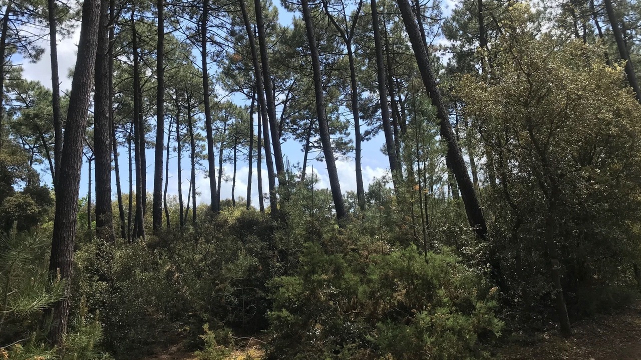Photo of Others in Jard-sur-Mer