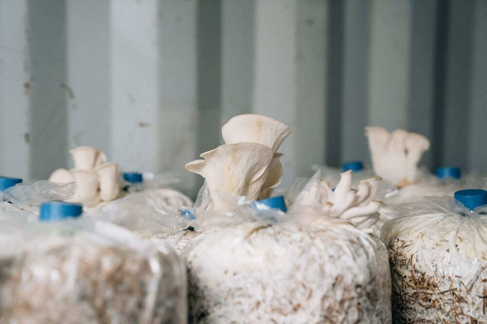 Photo of Others in Maungatapere