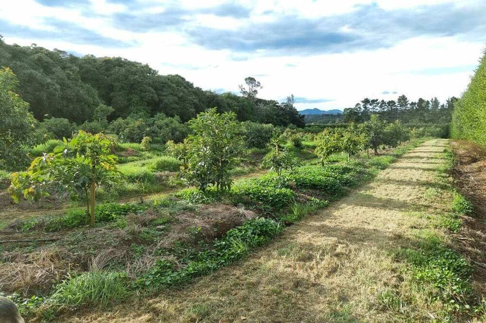 Photo of Others in Maungatapere