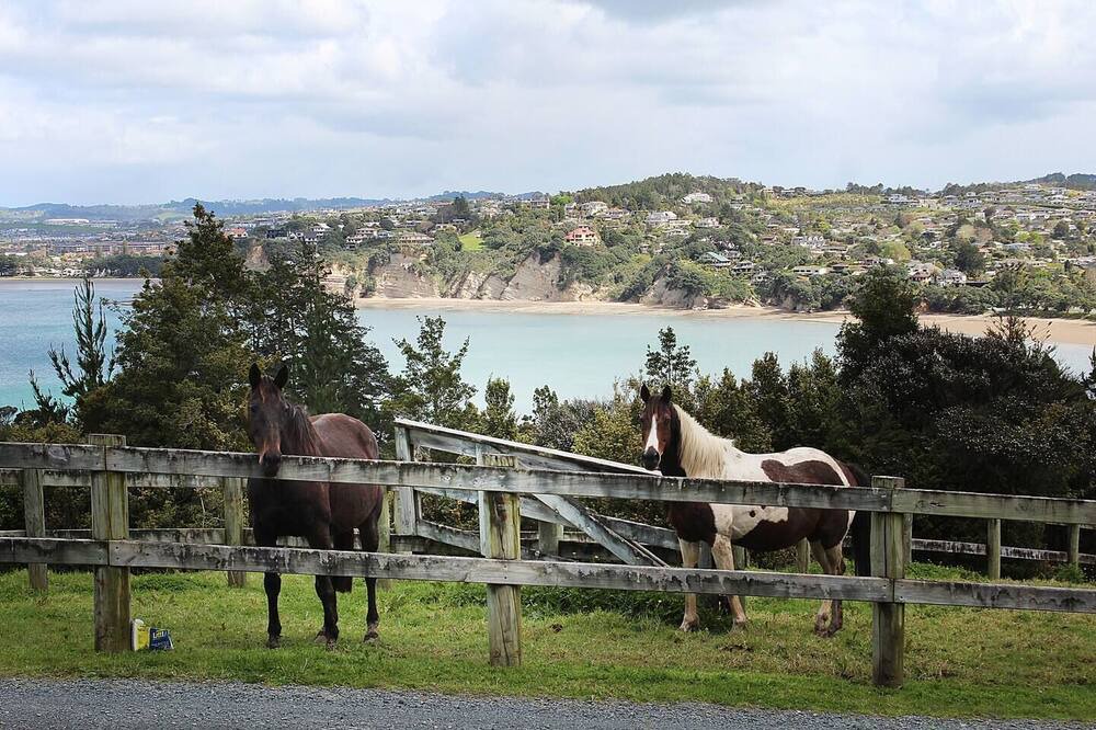 Photo of Others in Waiwera