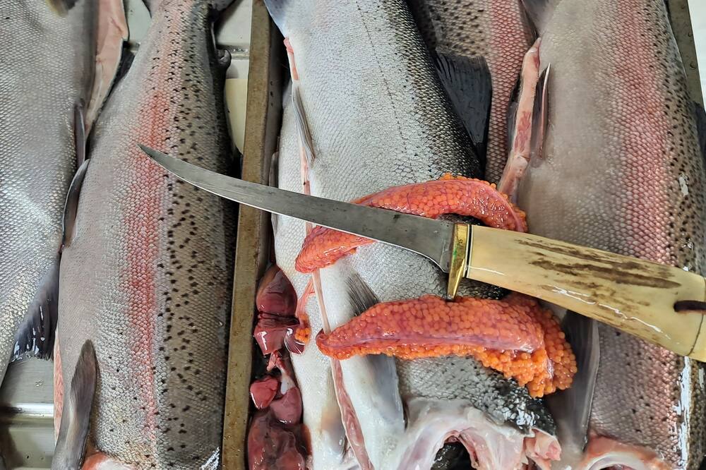 Photo of Others in Turangi