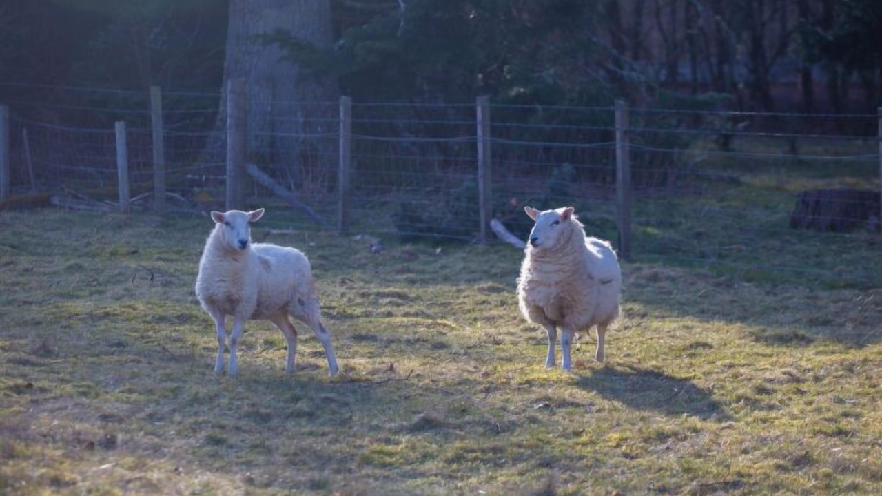 Photo of Others in Beauly