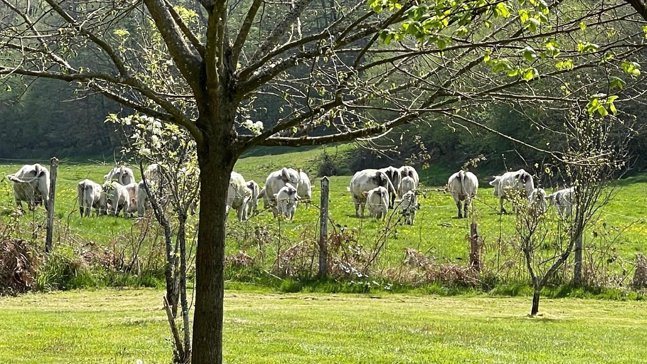 Photo of Outdoor in Saint-Berain-sous-Sanvignes