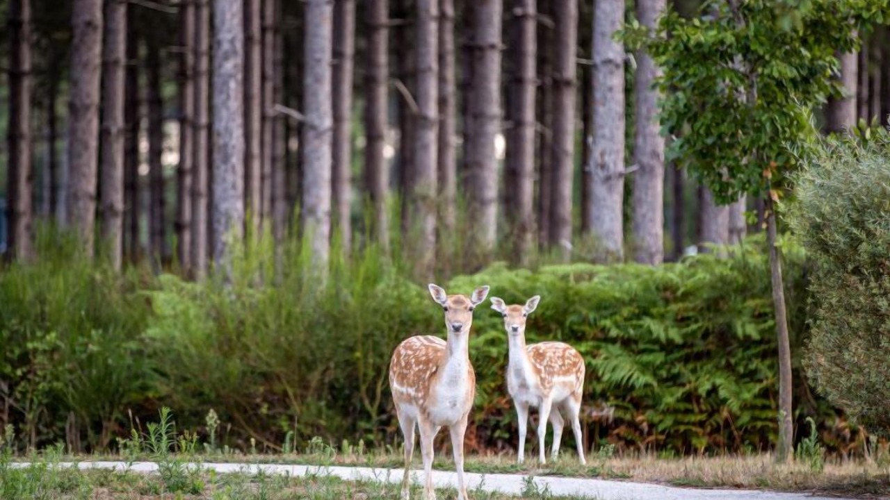 Photo of Outdoor in Morton