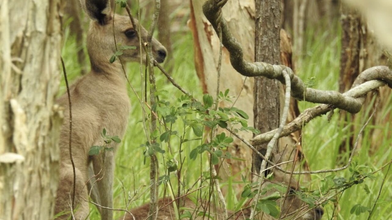 Photo of Outdoor in Coombabah