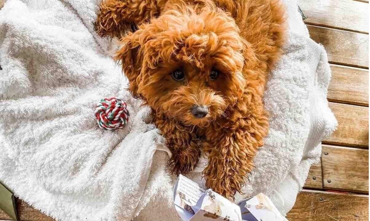 Photo of Others in Pindimar