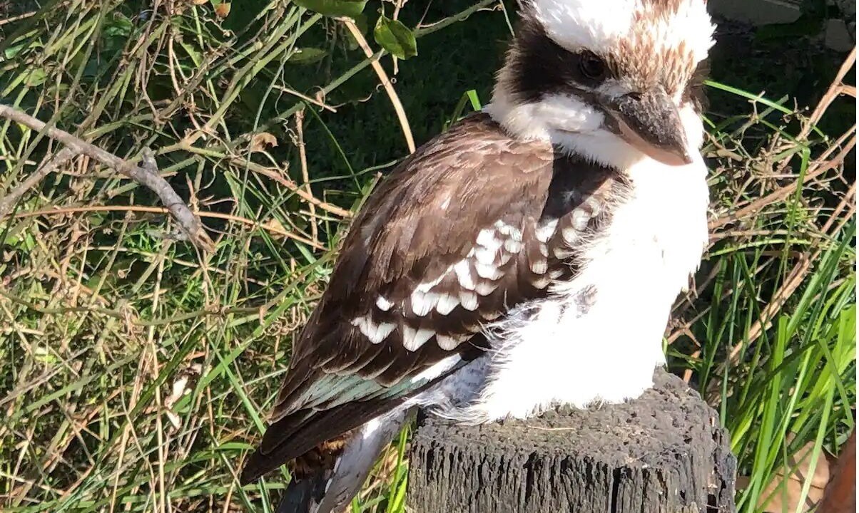 Photo of Outdoor in Pindimar