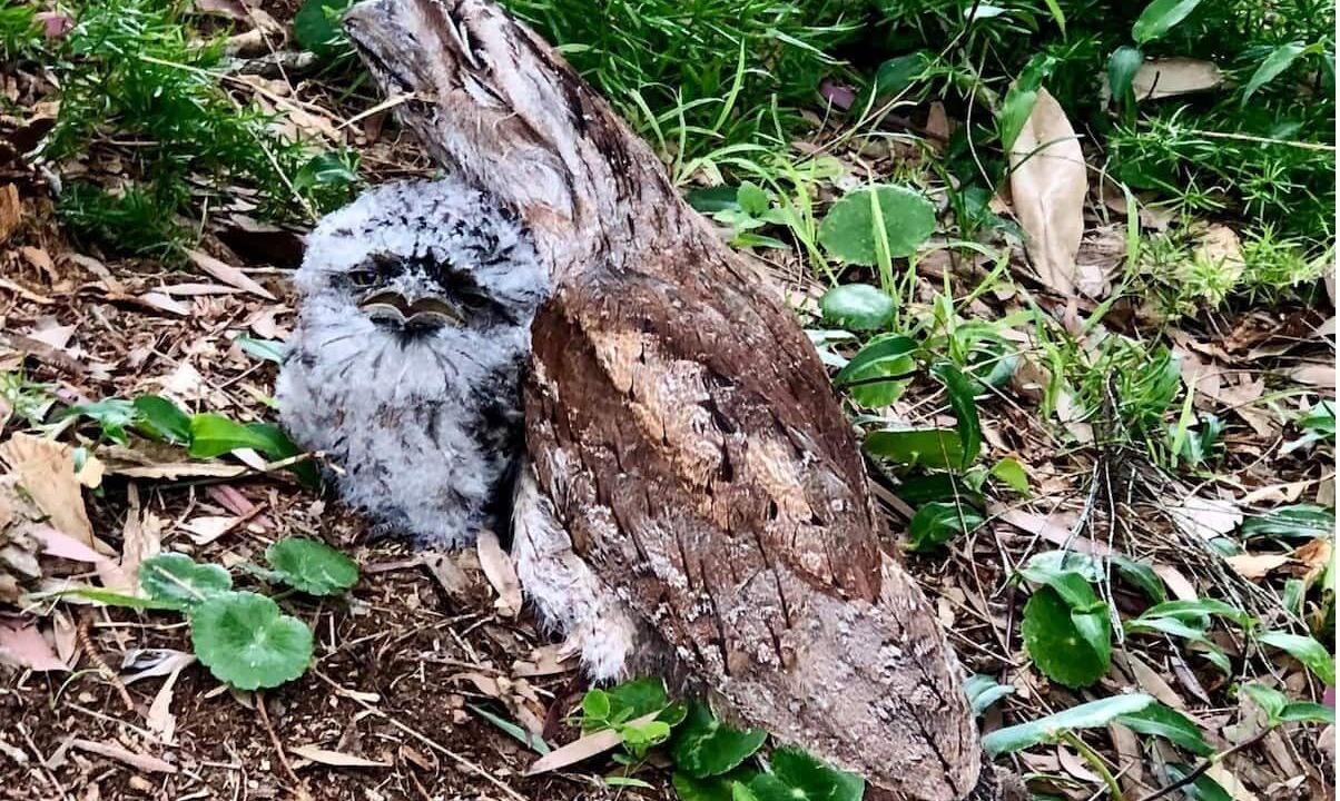 Photo of Outdoor in Pindimar