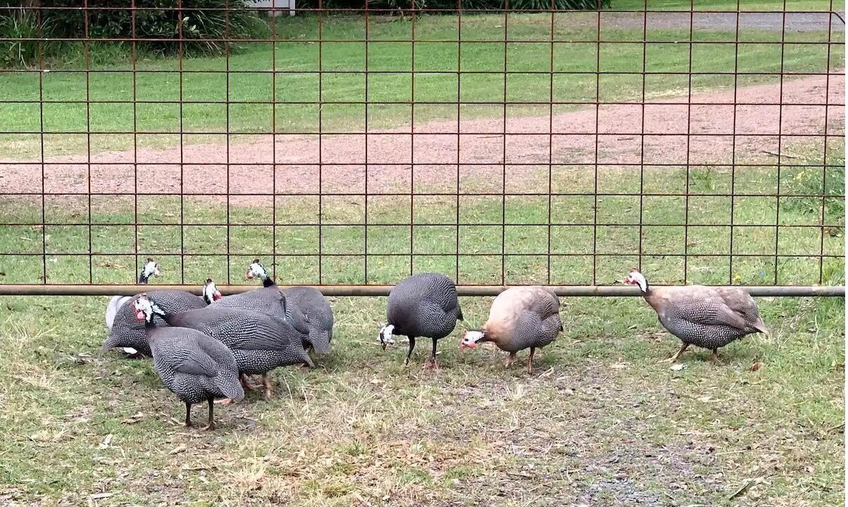 Photo of Others in Pindimar