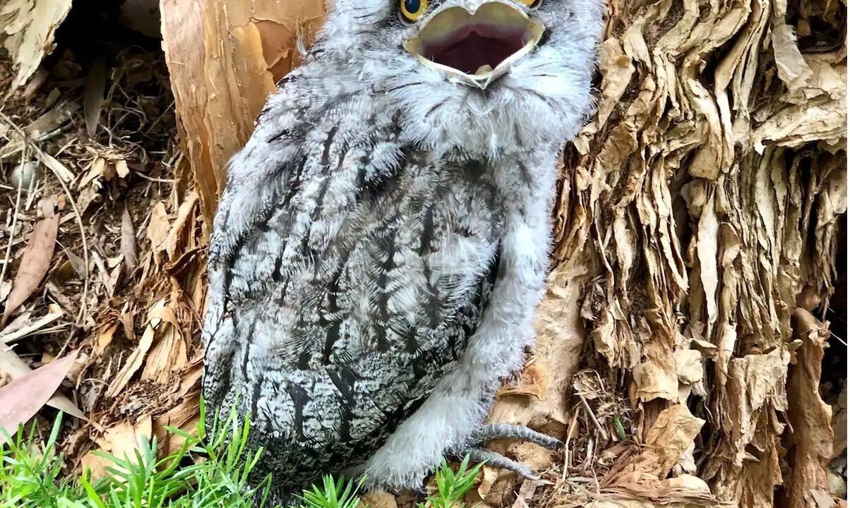 Photo of Outdoor in Pindimar