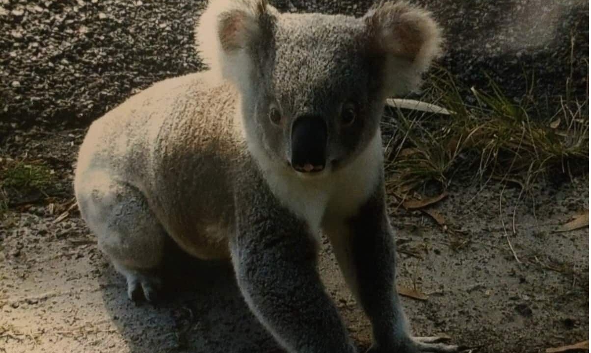 Photo of Outdoor in Pindimar