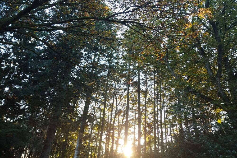Photo of Outdoor in Paimpont