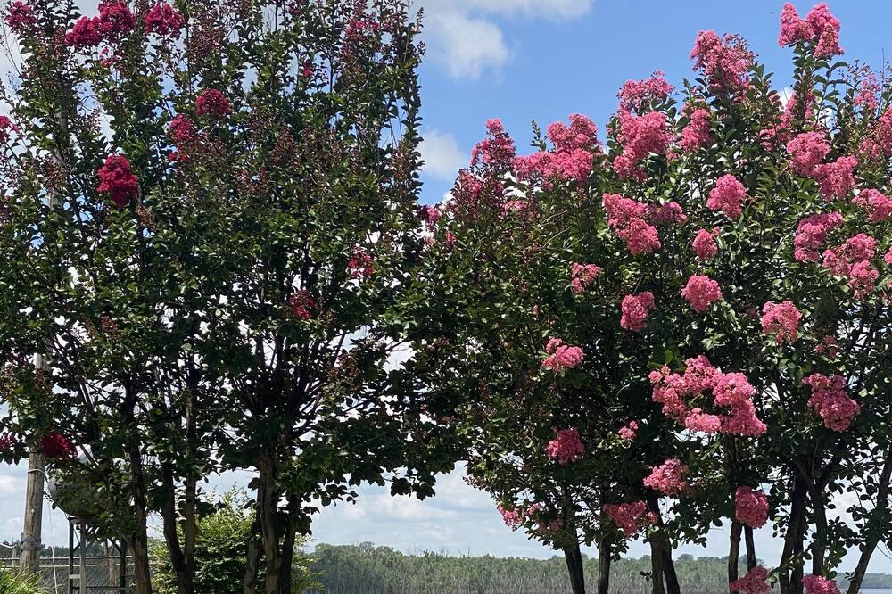 Photo of Outdoor in Tunica