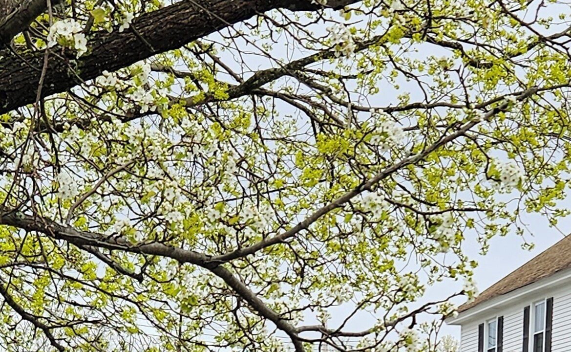 Photo of Outdoor in Cornish