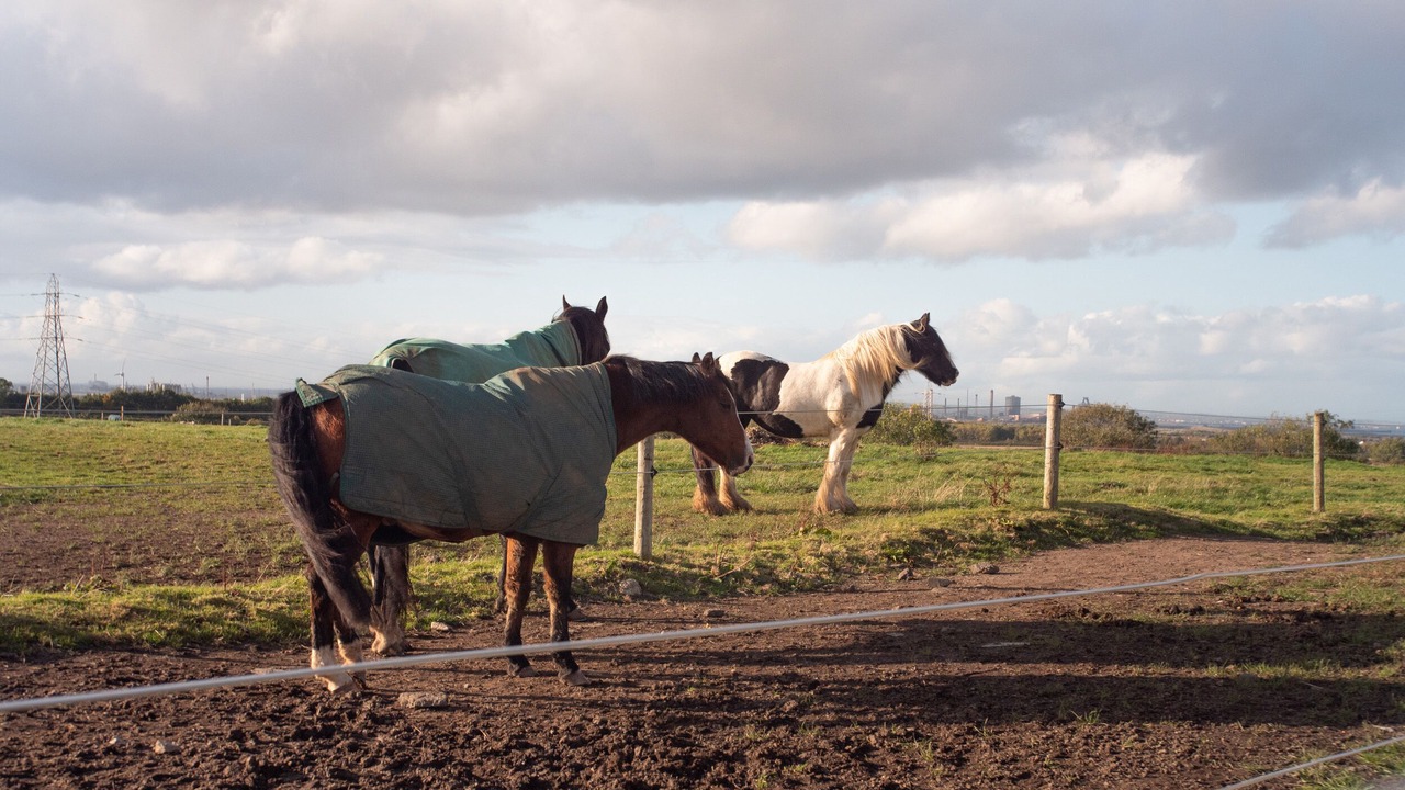 Photo of Others in Redcar