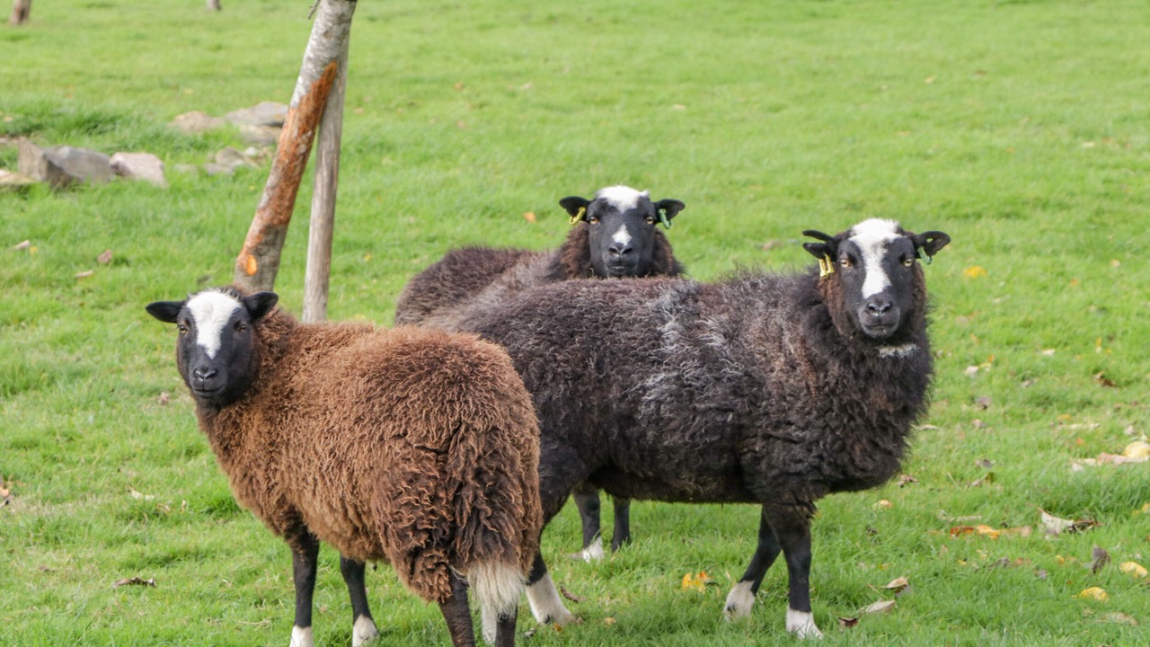 Photo of Others in Forest of Dean