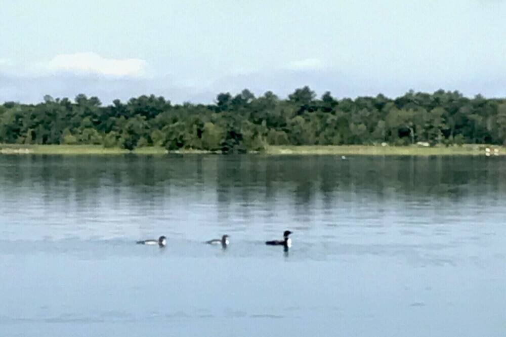 Photo of Outdoor in Selwyn
