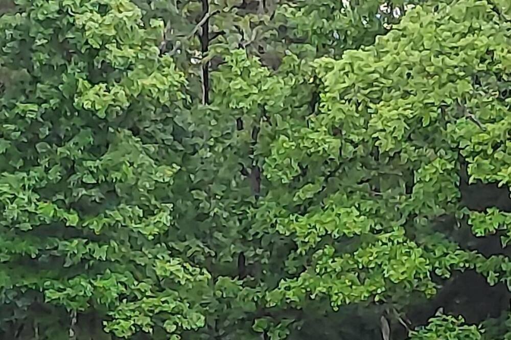 Photo of Outdoor in Licking