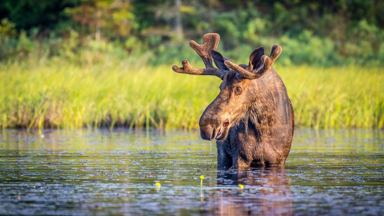 Photo of Others in Grand Marais