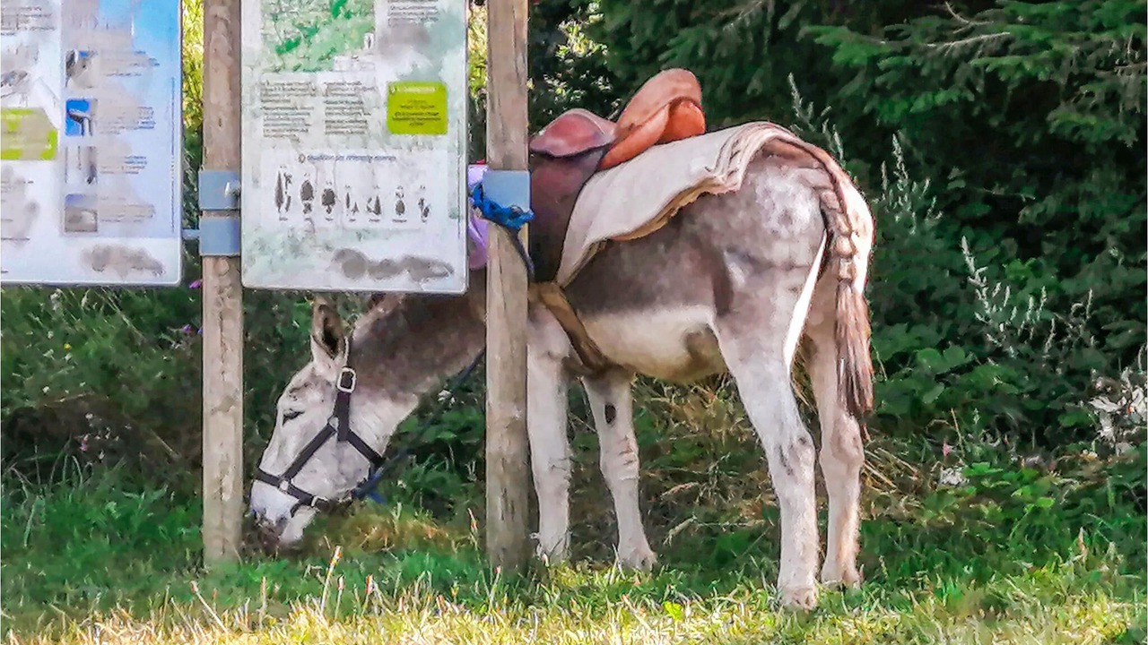 Photo of Others in La Salvetat-sur-Agout