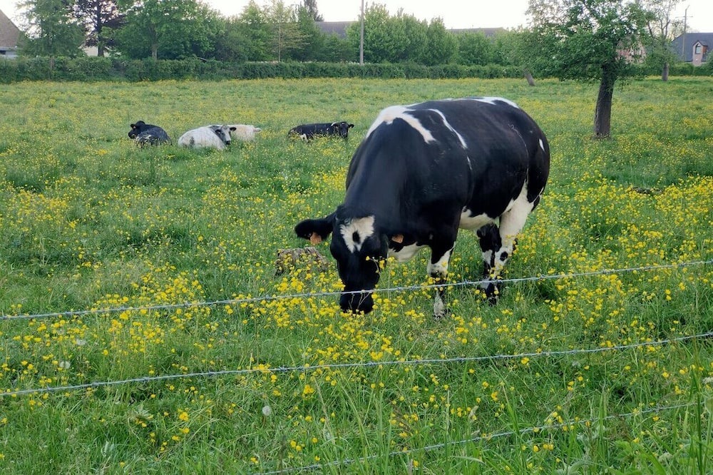 Photo of Others in Saultain